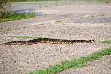 Bothrops alternatus, commonly called yarara, a highly venomous pit viper species, seen at Reserva...