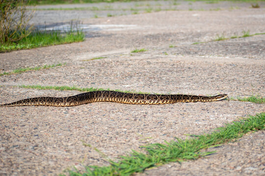 Bothrops alternatus, commonly called yarara, a highly venomous pit viper species, seen at Reserva Ecologica Costanera Norte, Buenos Aires, Argentina