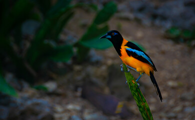 Orange spotted bird
