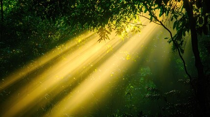 Obraz premium Golden Rays of Sunlight Piercing Through Lush Tropical Forest Canopy