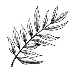 Obraz premium Vintage Olive Leaf Sketch on White Background 