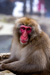 A Snow Monkey (Japanese Macaque) near a warm spring in Japan.