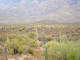 Saguaro-Filled Foothills in Saguaro National Park