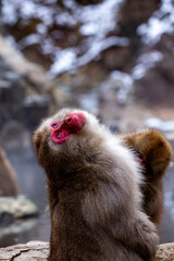 Obraz premium A Snow Monkey (Japanese Macaque) near a warm spring in Japan.