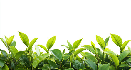 Green Tea Garden Leaves on White Background, Transparent PNG