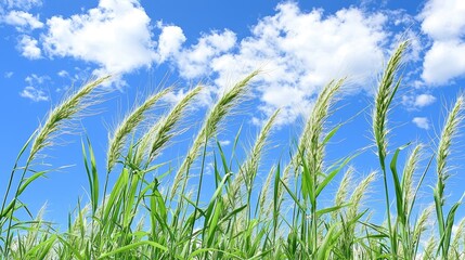 Vibrant Green Grass Swaying Under a Bright Blue Sky with Fluffy Clouds in a Serene Summer Landscape