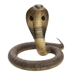Fototapeta premium Cobra on high quality transparent background png