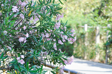 Oleander, Rose Bay or Sweet Oleander or apocynaceae or Nerium oleander L or pink flower