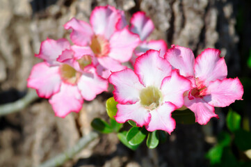 Desert rose, APOCYACEAE or Adenium obesum or Mock Azalea or Pinkbignonia or Impala lily or white and pink flower