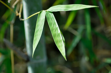 Bamboo, GRAMINEAE or POACEAE or Bambusa arundinacea Willd or Thorn Bamboo or Spiny Bamboo or Bambusa vulgaris schrad or Feathery Bamboo or Dendrocalamus strictus Nees and sky
