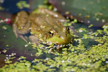 green frog in pond