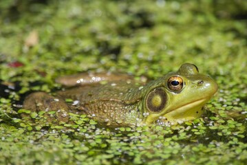 green frog in pond