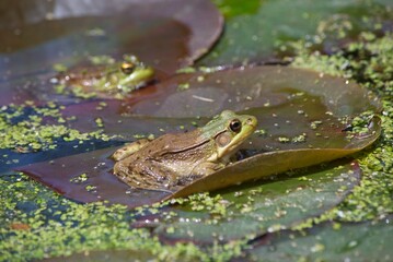 green frog in pond