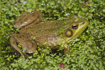 green frog in pond