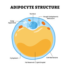 Adipocyte structure anatomy, diagram poster design medical illustration. Fat cell or lipocytes. Labeled nucleus, endoplasmic reticulum, golgi apparatus, cytoplasm, fat reservoir or lipid droplet.