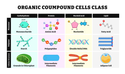 Organic compound cell class table diagram vector illustration. Labeled cellular structure, monomer, polymer, carbohydrate, protein, nucleic acid, lipid. Biology educational poster design.