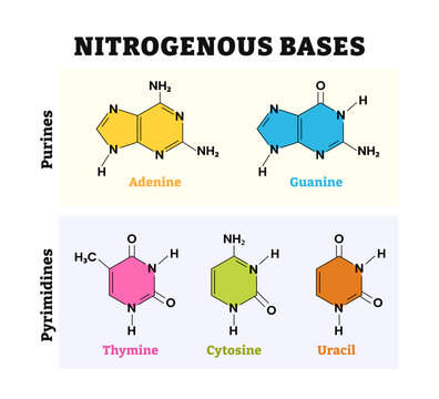 Different types of nitrogenous base molecule types structure with diagram form chain. Vector illustration. Labeled pyrimidines, purines, adenine, guanine, thymine, cytosine, uracil. Nitrogen molecule.