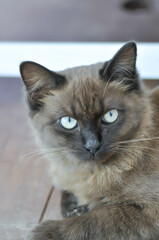 Fototapeta premium cat or grey cat or brown cat , Felis catus or Felis catus domestica