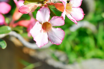 Desert rose, APOCYACEAE or Adenium obesum or Mock Azalea or Pinkbignonia or Impala lily or white and pink flower