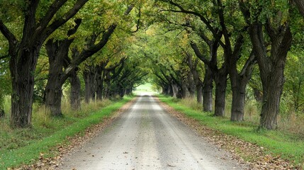 Naklejka premium Picturesque Dirt Road Through an Archway of Lush Green Trees and Autumn Leaves in a Tranquil Countryside Setting