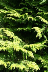 Close-up of cypress branches in the sunlight - Gros plan sur des branches de cyprès sous le soleil