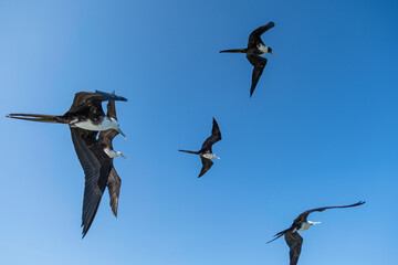 Group of seagulls flying over blue sky | Birds flying over blue sky