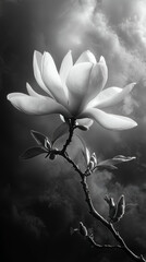 Elegant Black and White Magnolia Blossom: Monochrome Nature Photography Capturing Fragile Botanical Beauty