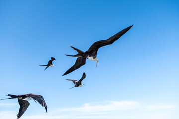 Group of seagulls flying over blue sky | Birds flying over blue sky