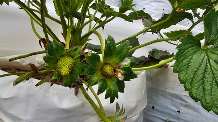 Fresh tasty ready for harvest ripe red and unripe green strawberries growing on strawberry farm in...