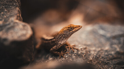 Lizard on a stone.