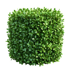 Fototapeta premium Buxus sempervirens boxwood bush. Isolated on transparent background, Png.