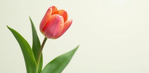 Fototapeta premium A Single Delicate Coral Tulip Blossom Against a Soft, Neutral Background, Representing Springtime Freshness and Natural Beauty