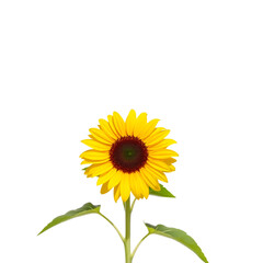 Obraz premium sunflower isolated on white background