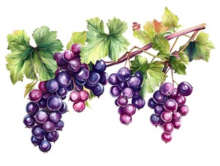 Obraz premium Blackcurrant white background