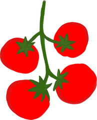 Fresh red tomato on the vine illustration clipart © Greendaisy