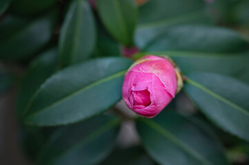 美しい桃色の椿の花の蕾