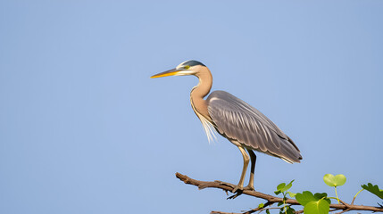 Pinnated Heron (Botaurus pinnatus),  The Pantanal, Mato Grosso, Brazil
