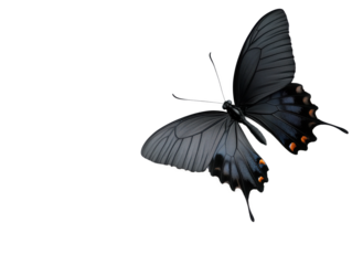 Majestic Black Butterflies Dance Gracefully Among Flowers, Embodying Freedom and Elegance in Nature's Enchanting Display