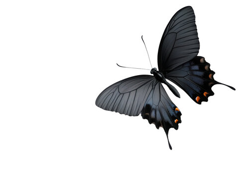 Majestic Black Butterflies Dance Gracefully Among Flowers, Embodying Freedom and Elegance in Nature's Enchanting Display - Powered by Adobe