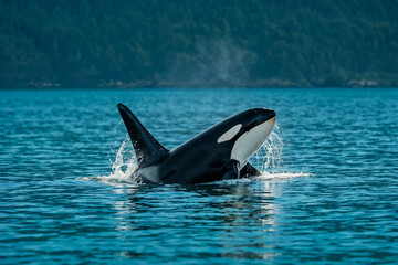 Fototapeta premium Majestic Orca Killer Whale Diving Deep Blue Ocean Waters Near Forest Hillside