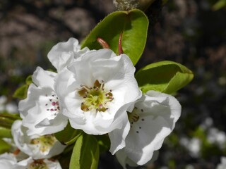 Autumn Blaze Pear tree flowers in spring, Colorado