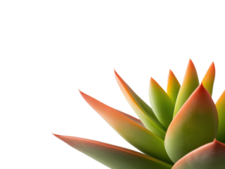 Transform Your Indoor Space with a Unique and Low-Maintenance Cactus Houseplant: Perfect for Plant Lovers and Beginners, Thriving in Bright Light!