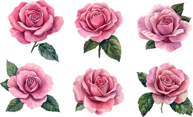 set of pink roses vector