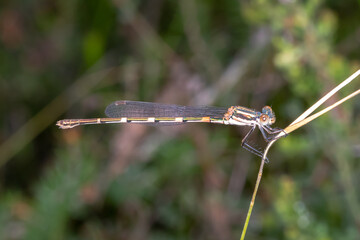 Wandering Ringtail (Austrolestes leda) - Australian Damselfly Macro