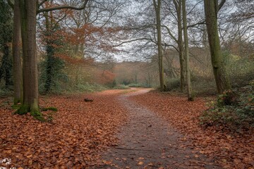 Obraz premium Autumnal path through a leaf-strewn woodland, trees showing fall colors. Perfect for themes of nature, tranquility, and seasonal change.
