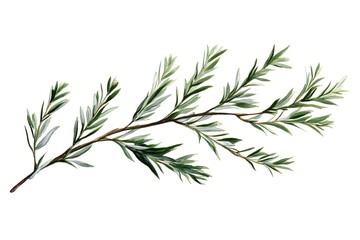 Fototapeta premium Elegant Watercolor Greenery Branch: Botanical Illustration of a Delicate Twig with Lush Green Leaves, Perfect for Wedding Invitations, Floral Designs, and Nature-Inspired Projects