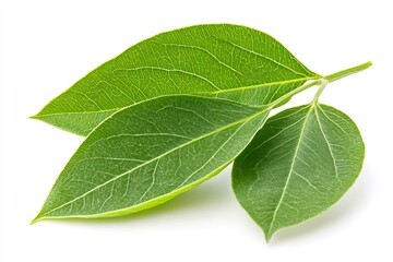 Obraz premium Twig with three vibrant green leaves lying on white background