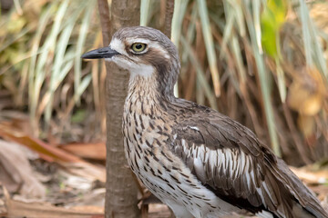 Bush-stone Curlew - The Bird with a Terrifying Call
