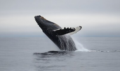 Fototapeta premium a humpback whale breaching, Generative AI