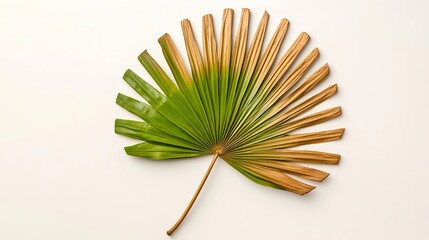 Fan Palm Leaf With Green And Tan Hues On White Background